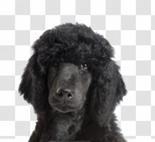 Standard Poodle Irish Water Spaniel American Miniature - Dog Breed Transparent PNG