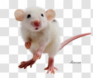 Computer Mouse Clip Art - Photography Transparent PNG