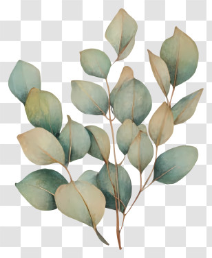 Tree Branch - Elegant Eucalyptus Leaves Illustration Transparent PNG