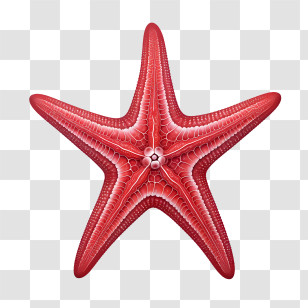 Starfish - Red Starfish Illustration In Detailed Design Transparent PNG