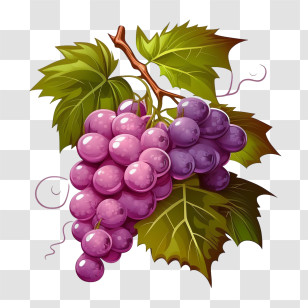 Purple Grapes
 - Purple Grapes With Green Leaves Illustration Transparent PNG