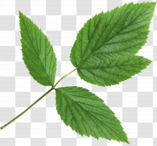 Nettles Herbalism Mint Ð¡ ÑÐ°Ð¼Ð¾Ð³Ð¾ ÑƒÑ‚Ñ€Ð° Adrenal Gland - Nettle Family Transparent PNG