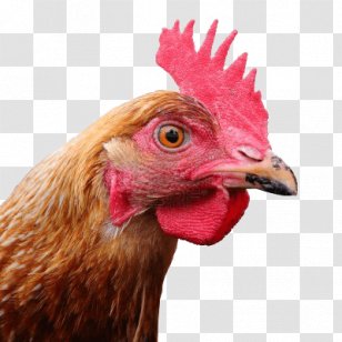 Polish Chicken Clip Art - Phasianidae - Beak Transparent PNG