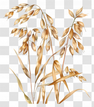 Oat Stalks - Oat Stalks With Grains Transparent PNG