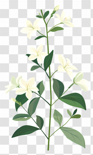 White Flowers - White Flowers On Stem Transparent PNG