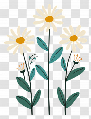 Daisy Flowers - Simple Doodle Daisy Flowers Illustration Transparent PNG