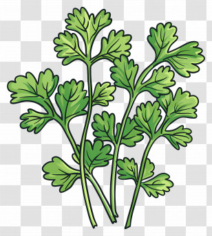 Cilantro Leaves - Illustration Of Green Fresh Coriander Leaves Transparent PNG