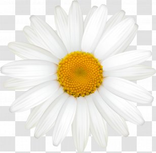 Common Daisy German Chamomile Oxeye Roman - Hand-painted Transparent PNG