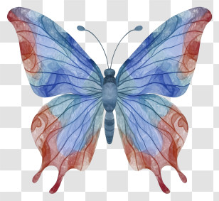 Watercolor Painting - Colorful Blue And Red Butterfly Illustration Transparent PNG