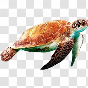 Sea Turtle Hawksbill Olive Ridley Green - Tortoise Reptile Transparent PNG