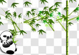 Giant Panda Microsoft PowerPoint Template Download Bamboo - Bamboe - Cute Transparent PNG