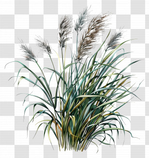Miscanthus Sinensis - Decorative Wild Grass Plant Illustration Transparent PNG