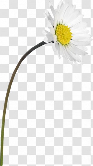 Common Daisy Oxeye Roman Chamomile Transvaal Dandelion - Petal Transparent PNG