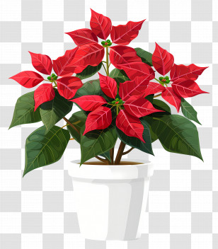 Poinsettia Flower - Red Poinsettia Plant In Pot Transparent PNG