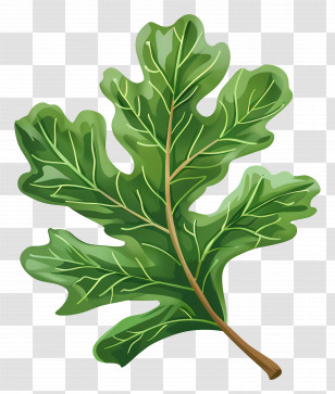 Oak Leaf - Green Oak Leaf Illustration With Detailed Texture Transparent PNG