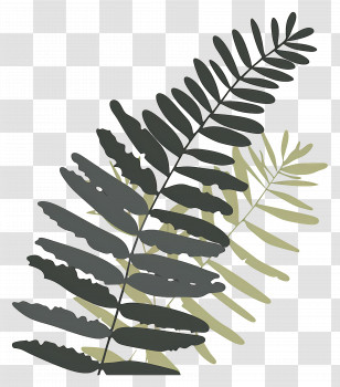 Fern Leaf - Beautiful Fern Leaves Illustration Transparent PNG