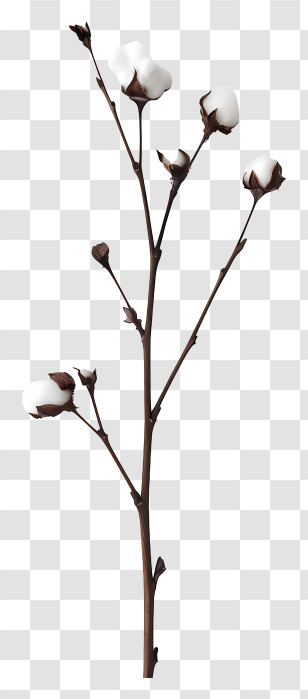 Fluffy Cotton Twig - Cotton Plant Branch With White Fibers Transparent PNG