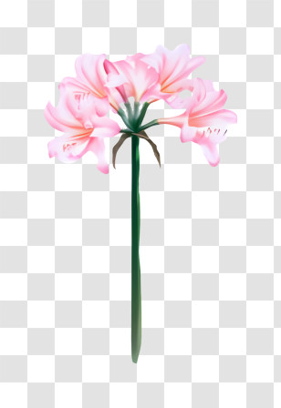 Flower - Illustration Of A Pink Flower Stem With Delicate Petals Transparent PNG