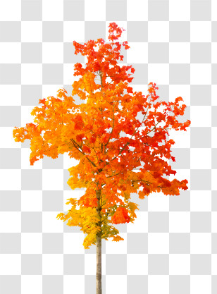 Leaf - Autumn Tree With Vibrant Leaves Transparent PNG