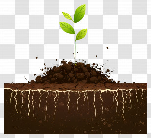 Soil Land - Young Plant Growing In Soil With Roots Visible Transparent PNG