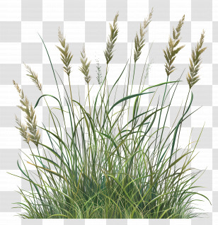 Long Grass - Green Grass Blades Illustration Transparent PNG