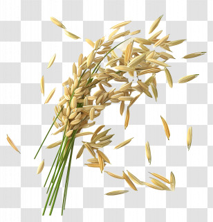 Rice Stalks - Rice Stalks For Harvest Season Transparent PNG
