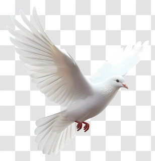 Icon - White Dove In Flight As A Peace Symbol Transparent PNG