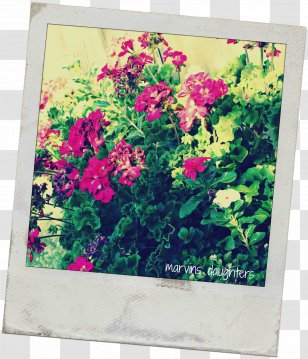 Window Box Flower Pelargonium Peltatum - Geranium Transparent PNG