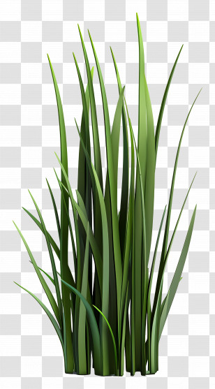 Grass Plant - Lush Green Grass Transparent PNG