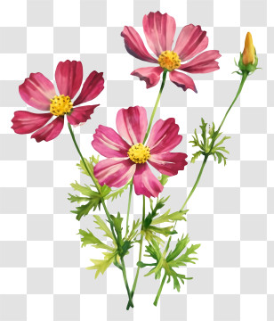 Pink Flowers - Pink Wildflowers With Green Stems Transparent PNG