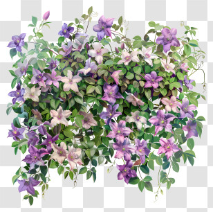 Clematis - Vibrant Purple Clematis Flowers Transparent PNG