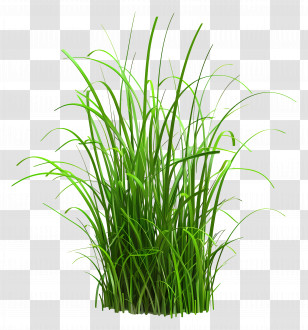 Grass Plant - Lush Green Grass Transparent PNG