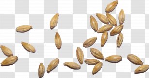 Malt Beer Vegetarian Cuisine Cereal - Food - Grained Transparent PNG
