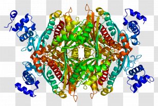 Regulation Of HMG-CoA Reductase Enzyme - Statin - Hmgcoa Transparent PNG