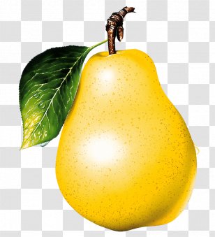 Asian Pear Pyrus Ã— Bretschneideri Nivalis Fruit - Ripe Yellow Image Transparent PNG