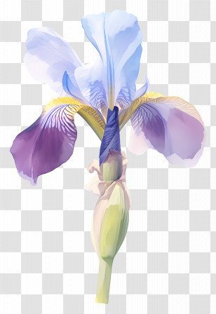 Iris Flower - Purple And Blue Iris Flower Artwork Transparent PNG