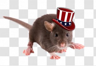 Brown Rat Rodent Squirrel Mus Black - Fancy Transparent PNG