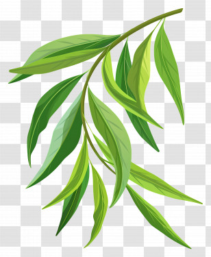 Willow Leaf - Illustration Of Green Leaves On A Branch Transparent PNG