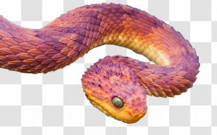 Snake Atheris Squamigera Hispida Chlorechis Reptile - Scaled Transparent PNG