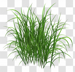 Grass Animated - Green Grass Illustration Transparent PNG