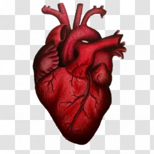 Drawing Art - Cartoon - Heart Transparent PNG