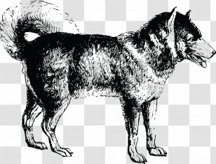 Siberian Husky Drawing Clip Art - Dog Breed Transparent PNG