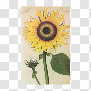 Hortus Amoenissimus : Omnigenis Floribus, Plantis, Stirpibus... Common Sunflower Aboca Museum Fine Paper - Painter - Flower Transparent PNG