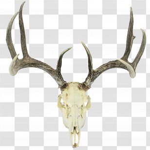 Reindeer - Elk - Wildlife Transparent PNG