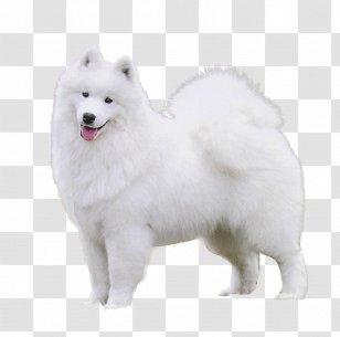 German Spitz Klein Mittel Samoyed Dog American Eskimo Japanese - Full Photo Transparent PNG