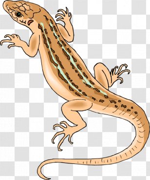Desert Horned Lizard Common Iguanas Eastern Fence Clip Art - Artwork - Cliparts Transparent PNG