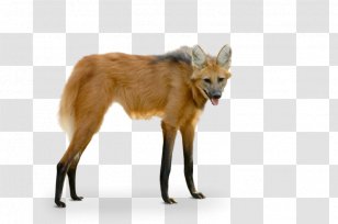 Maned Wolf Red Fox Szeged Zoo Photography - Breeding Season Male Transparent PNG