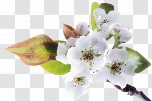 Flower Stock Photography Blog - Alamy - Spring Transparent PNG