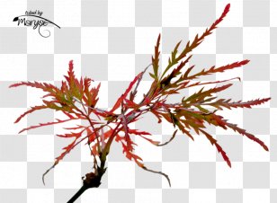 PlayStation Portable Autumn PaintShop Pro - Plant - Stem Transparent PNG