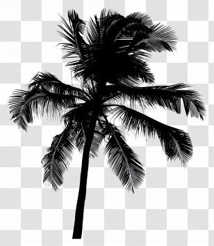 Coconut Tree Silhouette - Palm Tree Silhouette Transparent PNG